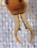 Guanchia pubescens